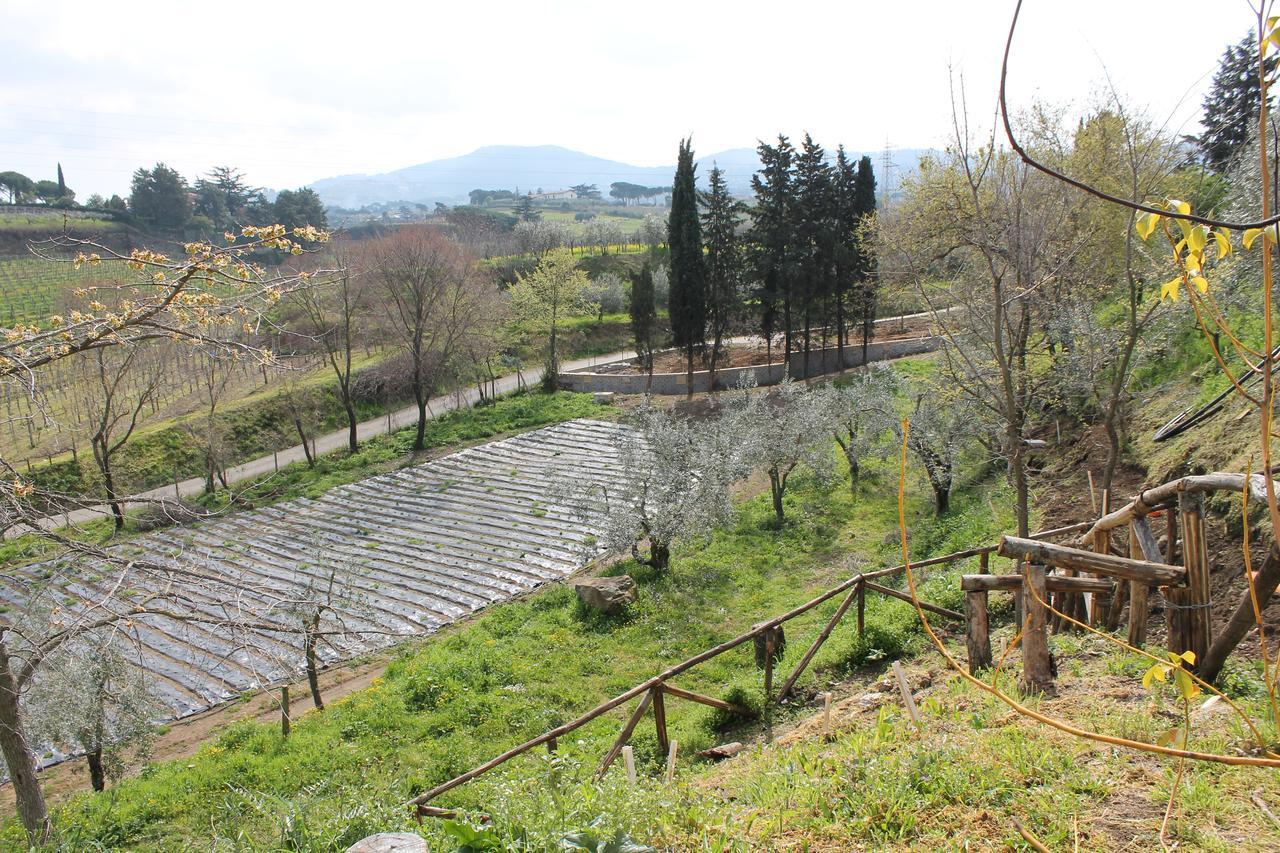 Country House Erba Regina Frascati Exterior photo