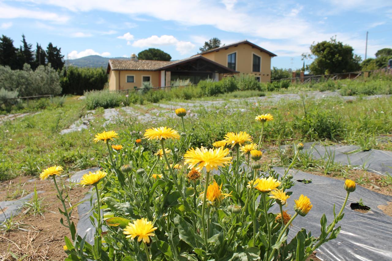 Country House Erba Regina Frascati Exterior photo